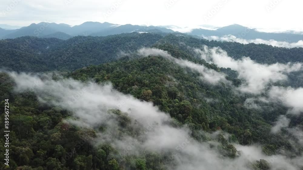 Rainforest. Rain forest and clouds, mountain landscape, aerial footage Rainforest. Rain forest and clouds, mountain landscape, aerial footage
