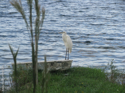 Florida Wildlife 2