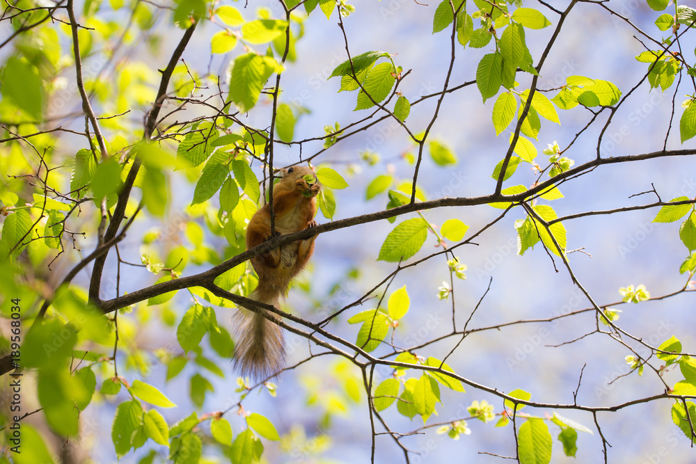 Fototapeta premium squirrel on a tree