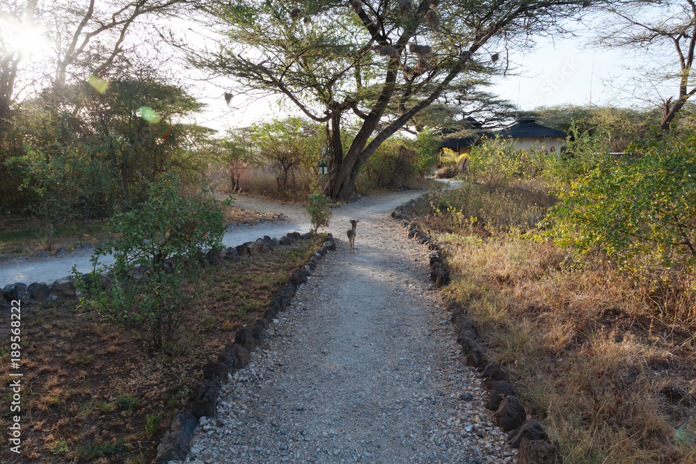 Fototapeta premium Landscape in Kenya