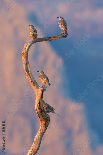 Mistle Thrush (Turdus Viscivorus)