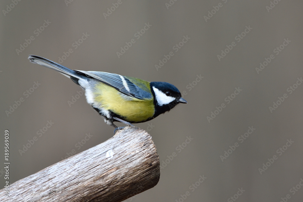 Great Tit (Parus major) on a Branch Great Tit (Parus major) on a Branch