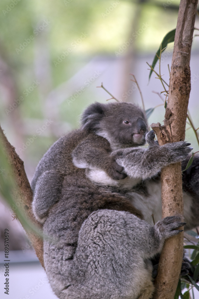 Fototapeta premium koala with joey