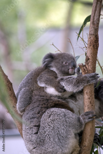 Fototapeta Naklejka Na Ścianę i Meble -  koala with joey