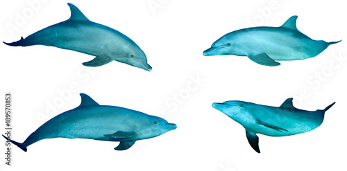 Bottlenose Dolphins isolated on white background