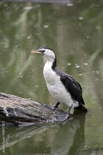 pied cormorant