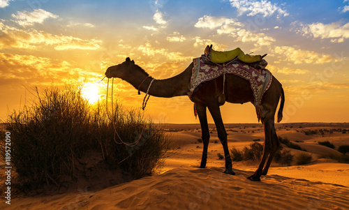 Camel at Thar desert Jaisalmer Rajasthan at sunset with vibrant moody sky.