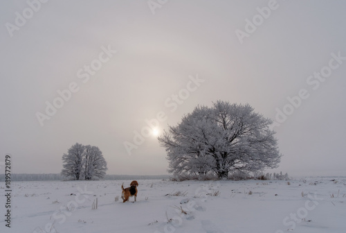 beautiful winter landscape and Beagle dog