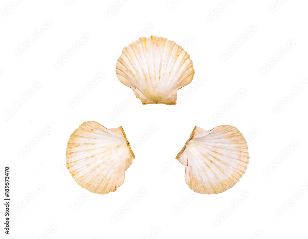 collection of sea shells on white isolated background collection of sea shells on white isolated background