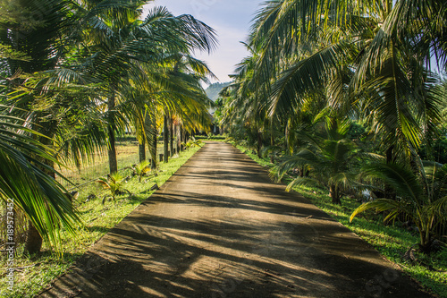 The entrance to the house with coconut trees. Both ways in Phuket Thailand.