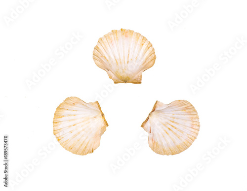 collection of sea shells on white isolated background