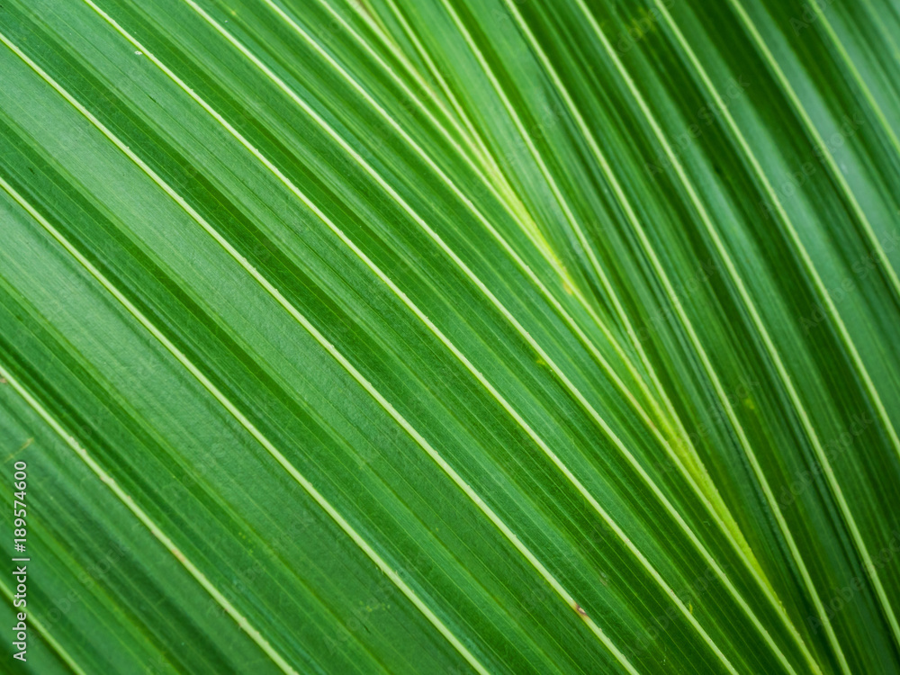 coconut green leaf texture coconut green leaf texture