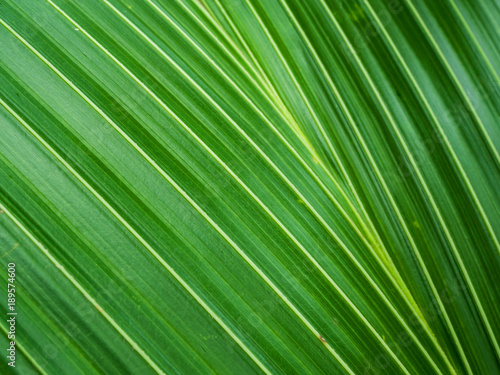 coconut green leaf texture © nitinan