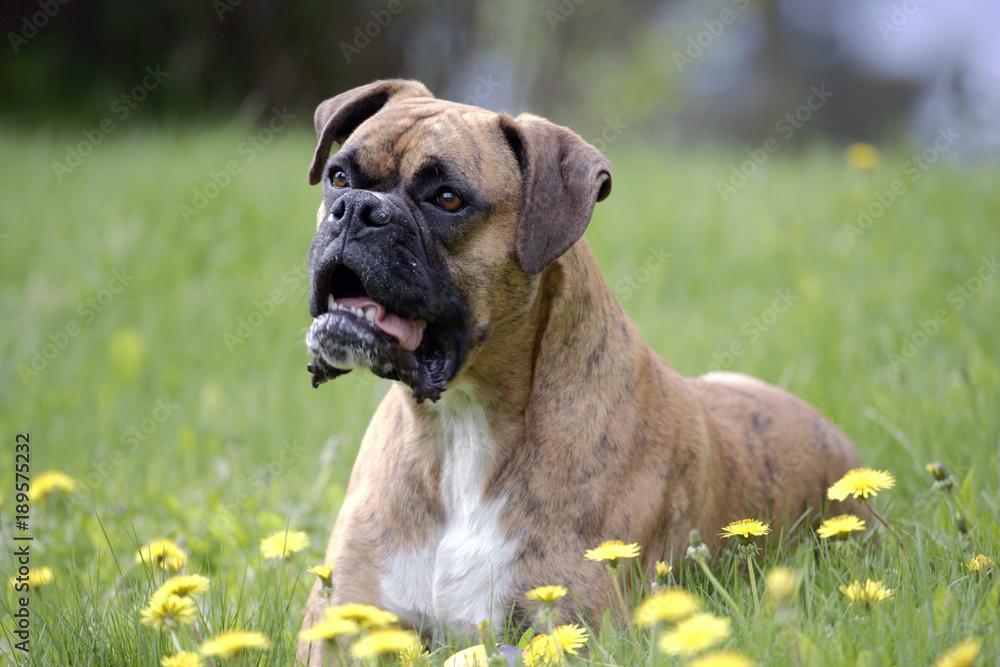 Boxer Dog, male laying in grass by yellow dandelion flowers.