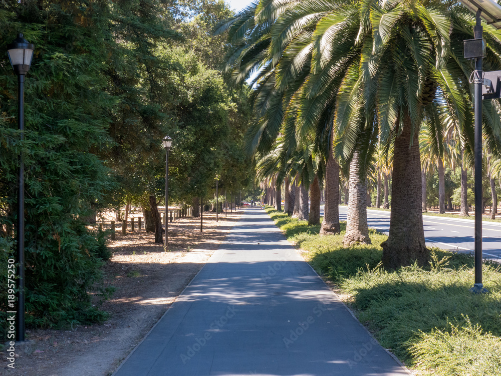 Palm tree lined campus sidewalk at Stanford University