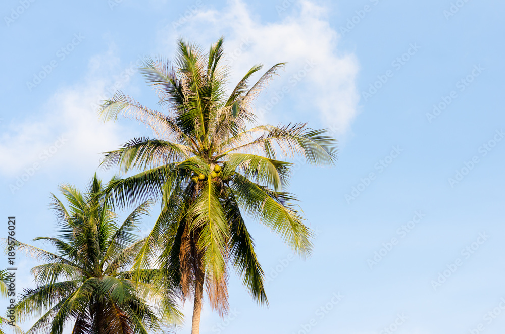 Green palm tree on blue sky Green palm tree on blue sky