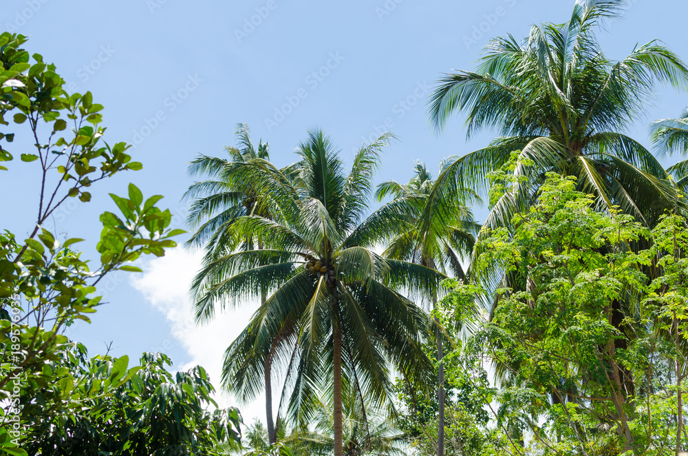 Fototapeta premium Green palm tree on blue sky