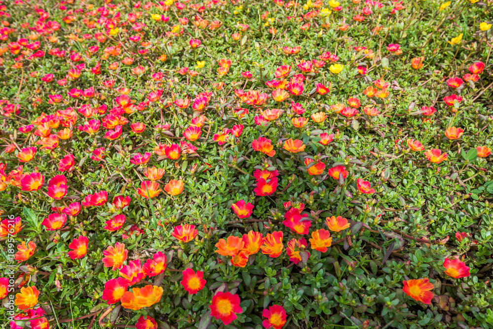 Too much of red flowers with leaf plant grow up on the ground as a background, Natural of Thailand