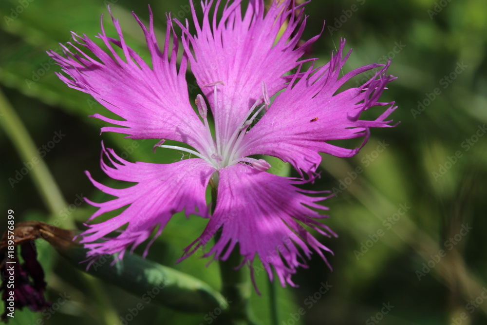 Obraz premium カワラナデヒコ