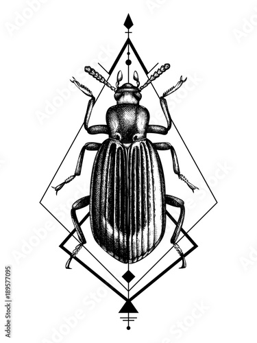 Darkling beetle hand drawn sketch. Vintage illustrations of black bug on white background. Vector insects collection