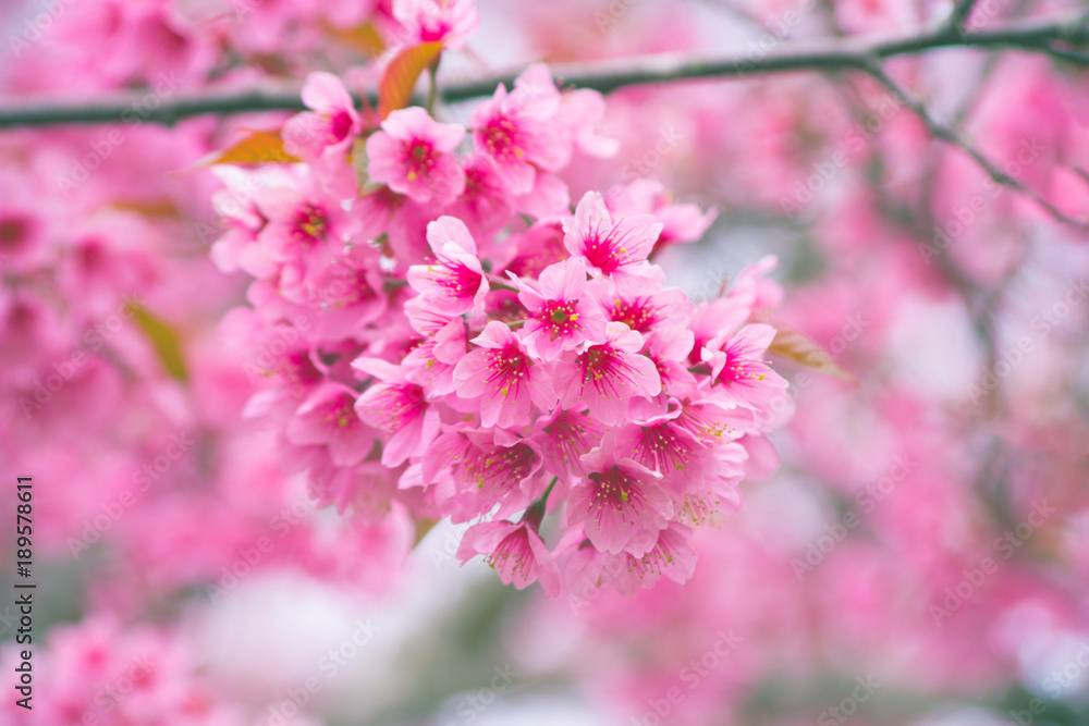 Wild Himalayan Cherry with pink and colorful smooth blur color background