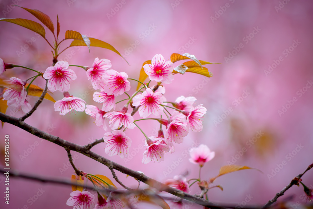 Wild Himalayan Cherry with pink and colorful smooth blur color background Wild Himalayan Cherry with pink and colorful smooth blur color background