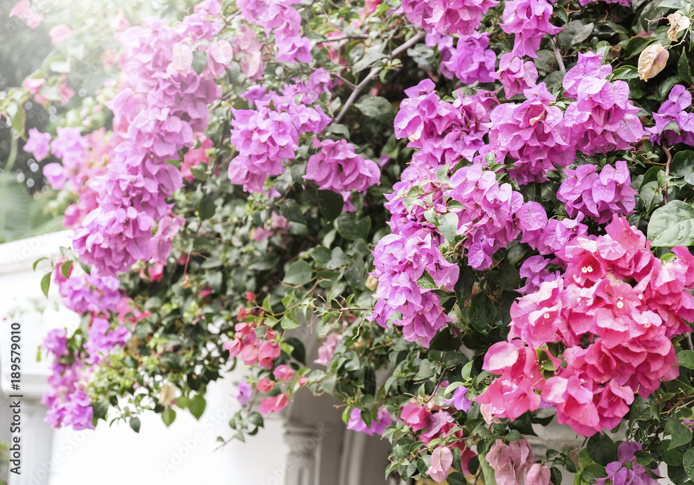 Home and garden concept of Bougainvillea or Paper flower