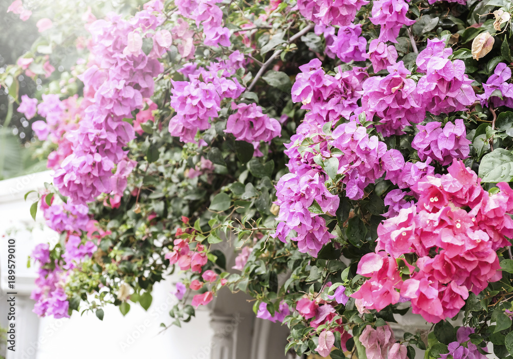 Home and garden concept of Bougainvillea or Paper flower Home and garden concept of Bougainvillea or Paper flower