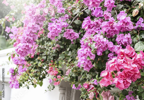 Home and garden concept of Bougainvillea or Paper flower