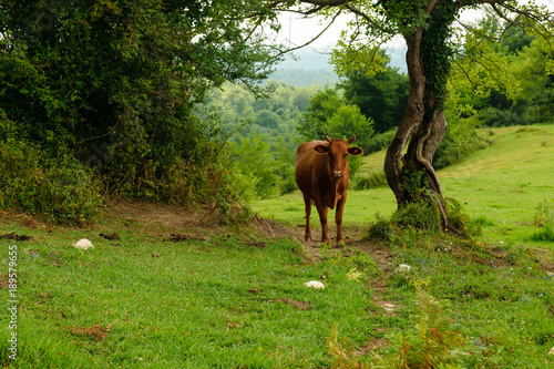 Cow in Caucasus mountains in Abkhazia