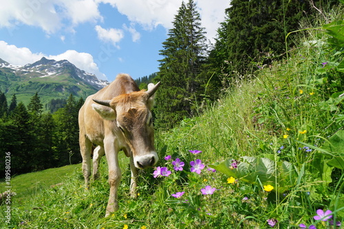 Kuh auf Weide, Blumenwiese im Gebirge photo