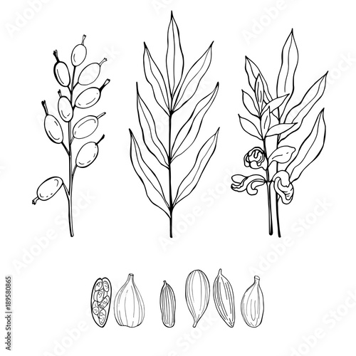 Hand drawn cardamom. The pods and flowers. Vector sketch  illustration.