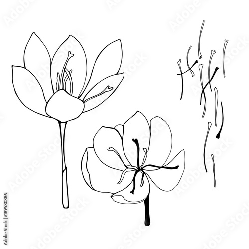 Saffron spice. Hand drawn sketch illustration