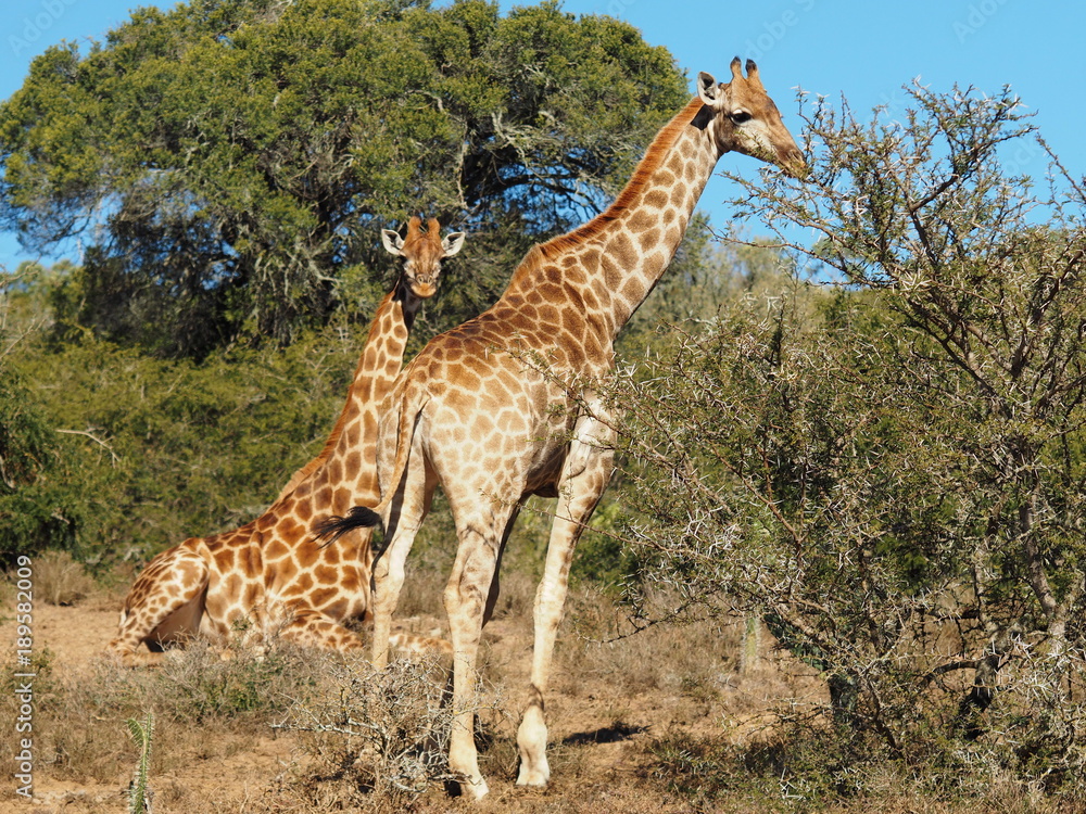 Obraz premium King George-die Giraffe