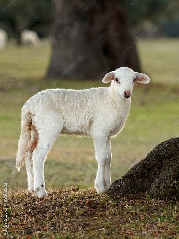 Fototapeta premium Beautiful lamb in the nature