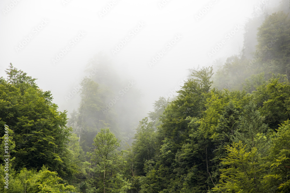 Green forest covered in fog in the mountains surrounding Hallstatt, Austria