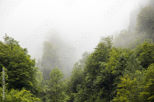 Green forest covered in fog in the mountains surrounding Hallstatt, Austria