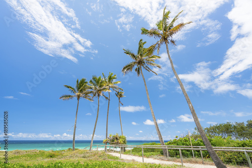 Palm trees line the beach walking track at Main Beach on the Gold Coast, Queensland, Australia. photo