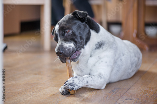 Fototapeta Naklejka Na Ścianę i Meble -  Happy, healthy dog laying in the living room and chewing a bone.