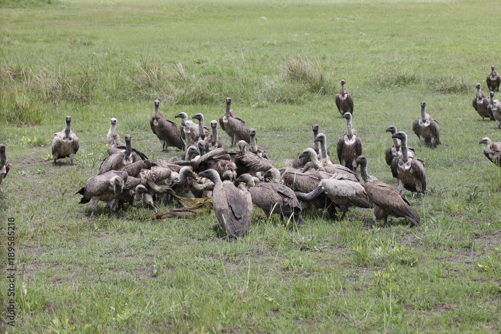 Wild Griffon Vulture Africa savannah Kenya dangerous bird Wild Griffon Vulture Africa savannah Kenya dangerous bird