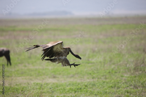 Wild Griffon Vulture Africa savannah Kenya dangerous bird © Valerijs Novickis