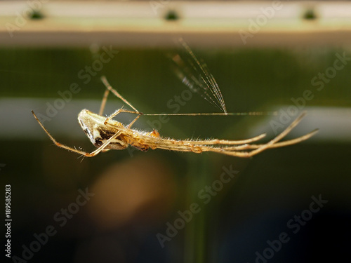 A beautiful Golden spider web © kozorog