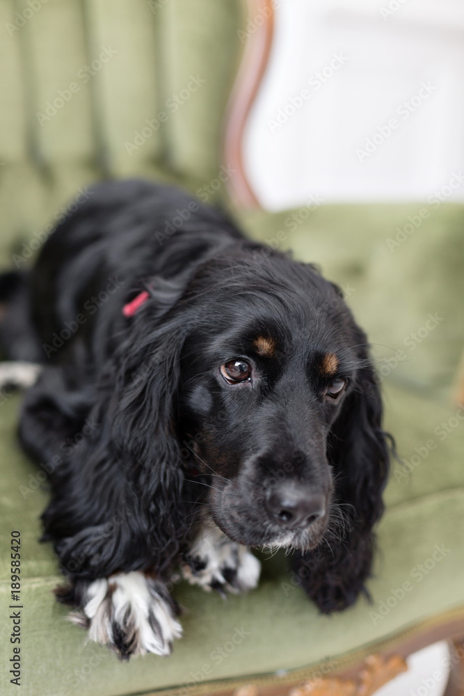Sadness. Dog spaniel in a red bow tie in the interior of the light room. Pet is three years old sitting on a chair. Red checkered necktie. best and faithful friend
