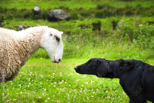 Dog Meets Sheep photo