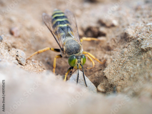 Sand wasp dragging a huge stone