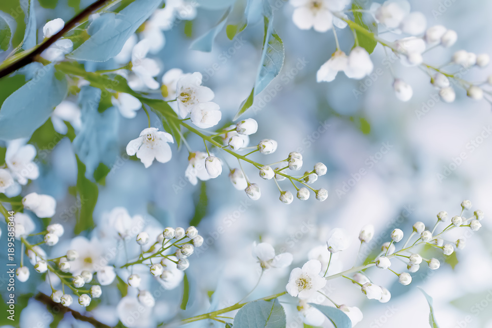 Floral spring background, soft focus. Branches of blossoming bird-cherry (Prunus padus) in spring outdoors macro in vintage light blue pastel colors. Delicate elegant airy artistic image of spring. - obrazy, fototapety, plakaty 