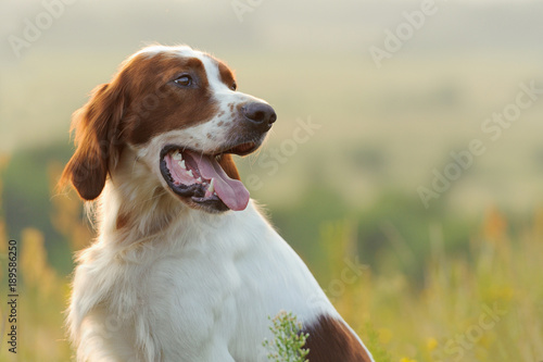 Fototapeta Naklejka Na Ścianę i Meble -  Dog portrait, irish red and white setter on golden sunset background, outdoors, horizontal