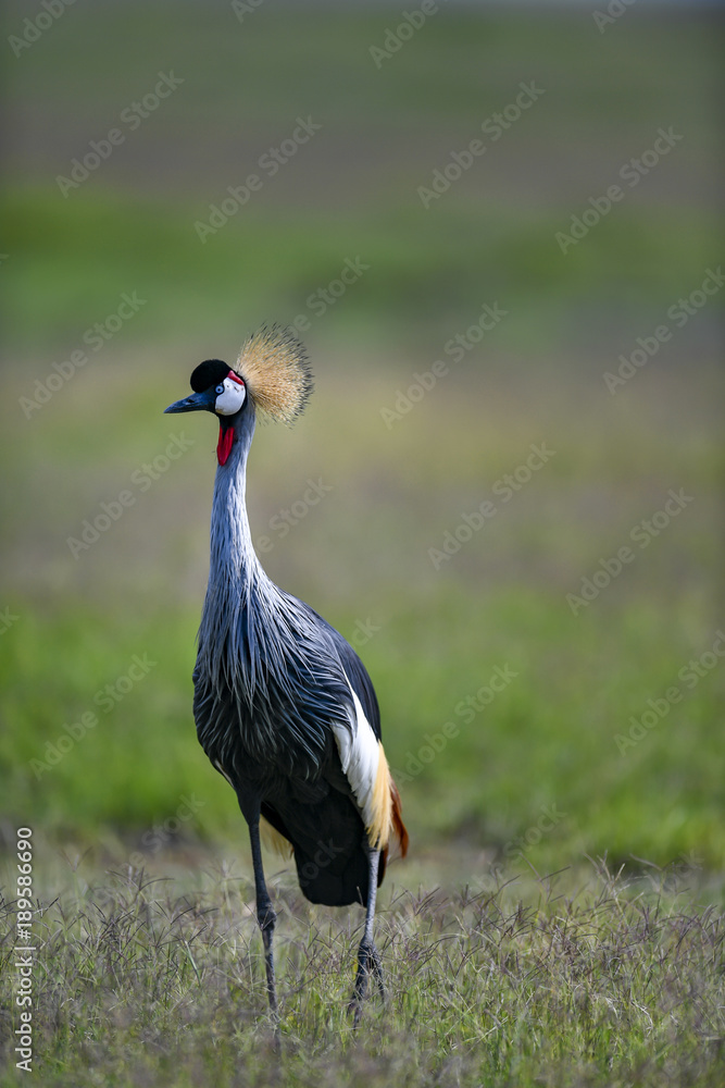 Fototapeta premium crowns crane in the savanah of Africa