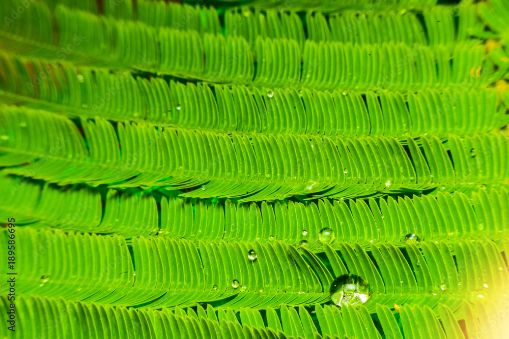Acacia Pennata is a garden plant with good properties and many health benefits. Acacia Pennata is a garden plant with good properties and many health benefits.
