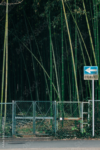 ちくりん,Bamboo forest in japan